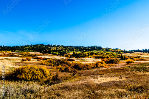 Fall colours on the prairies, Cypress County, Alberta, Canada