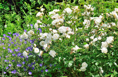 Roses in garden. photo