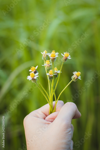 Holding flowers in hand With a green background