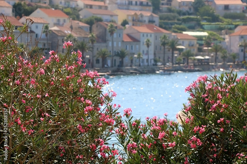 Beautiful nerium flowers in town Korcula, on island Korcula, Croatia.