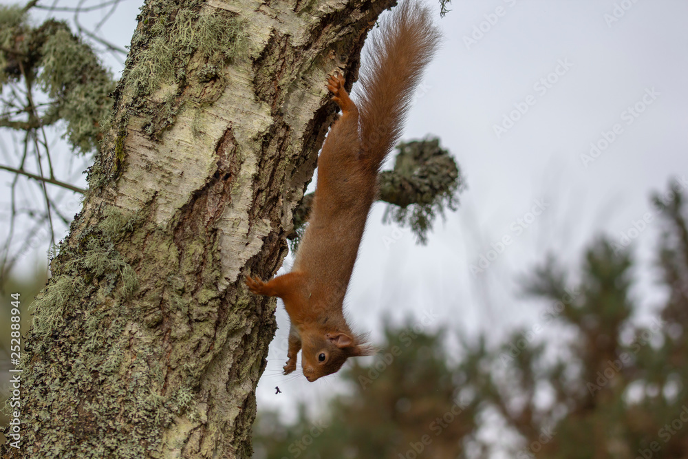 Red Squirrel, Sciurus vulgaris, climbing hiding, searching, itching on the branches of a birch and pine tree in a forest in Scotland during winter.