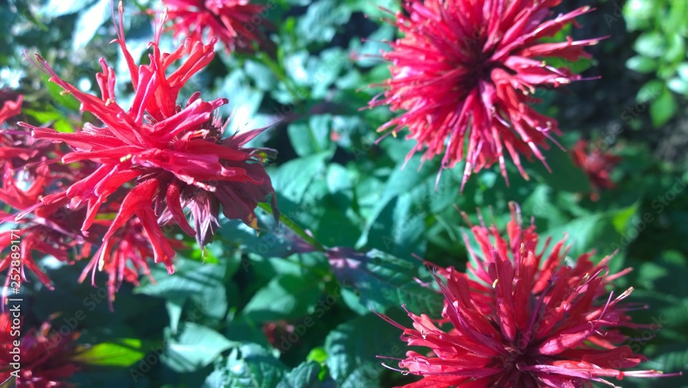 Garden Garden