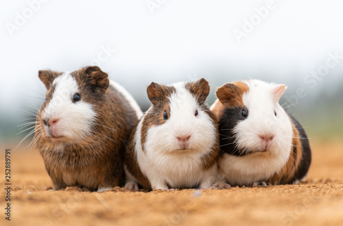 Fototapeta Naklejka Na Ścianę i Meble -  Three lovely guinea pigs on the yellow land
