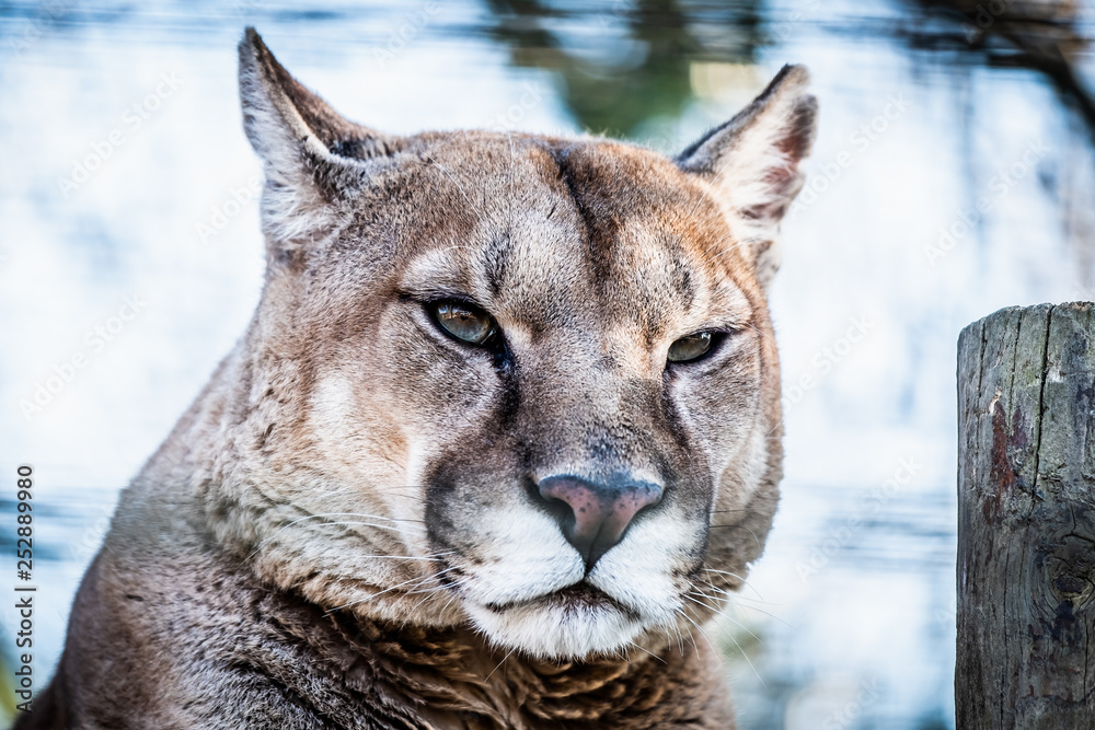 Obraz premium Portrait d'un puma