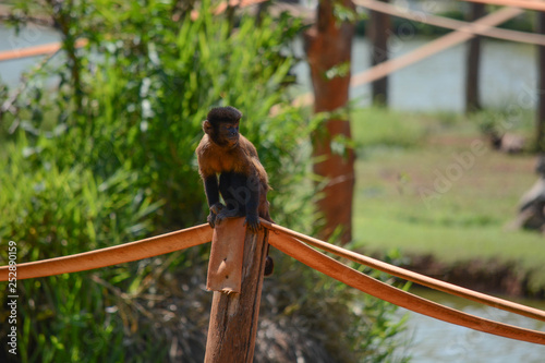 Um macaco no zoológico. photo