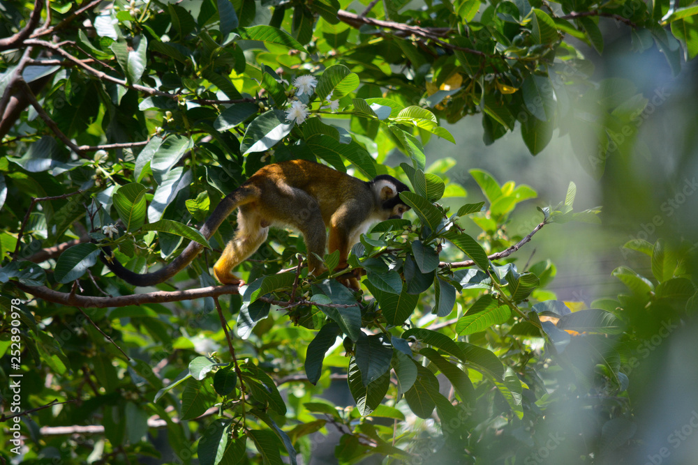 Um macaco no zoológico. Um macaco no zoológico.