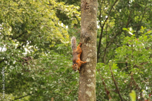 Eichhörnchen © Jogerken