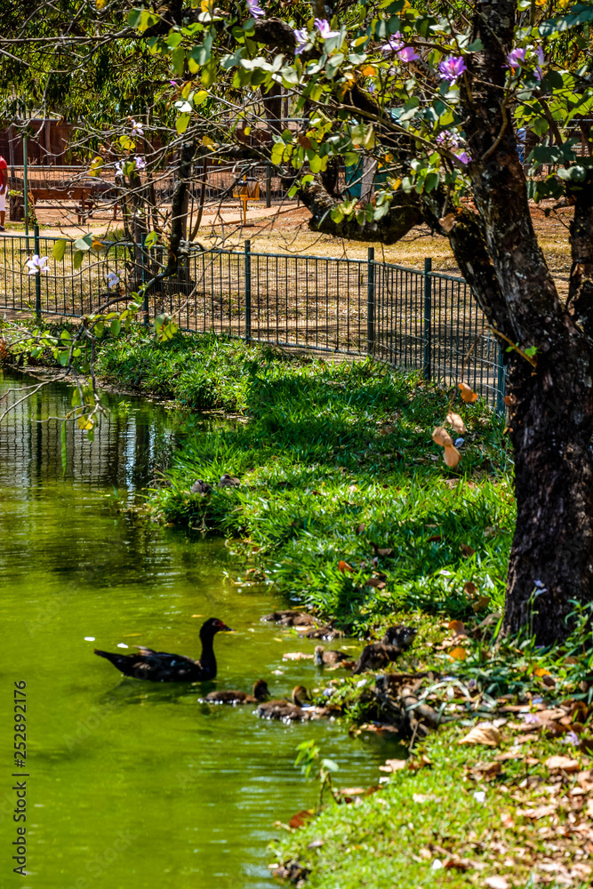 Fototapeta premium Animais e natureza do Jardim Zoológico.