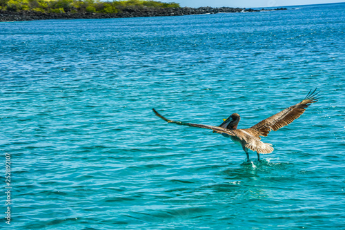 Brown pelican galapagos island