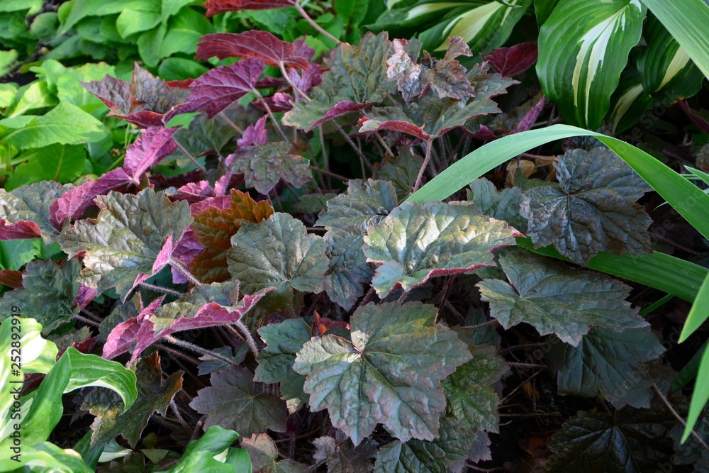 Heuchera blood-red with bright red leaves in the garden. Heuchera blood-red with bright red leaves in the garden.