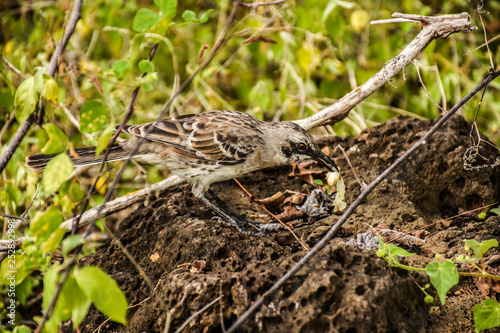 Galapagos mockingbird isla isabela