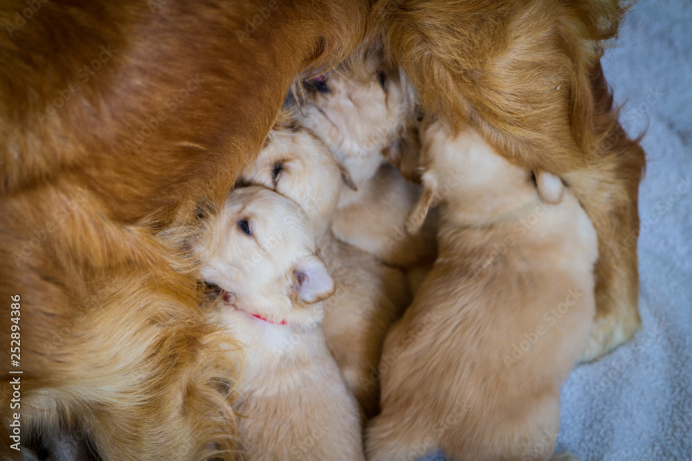 pets
