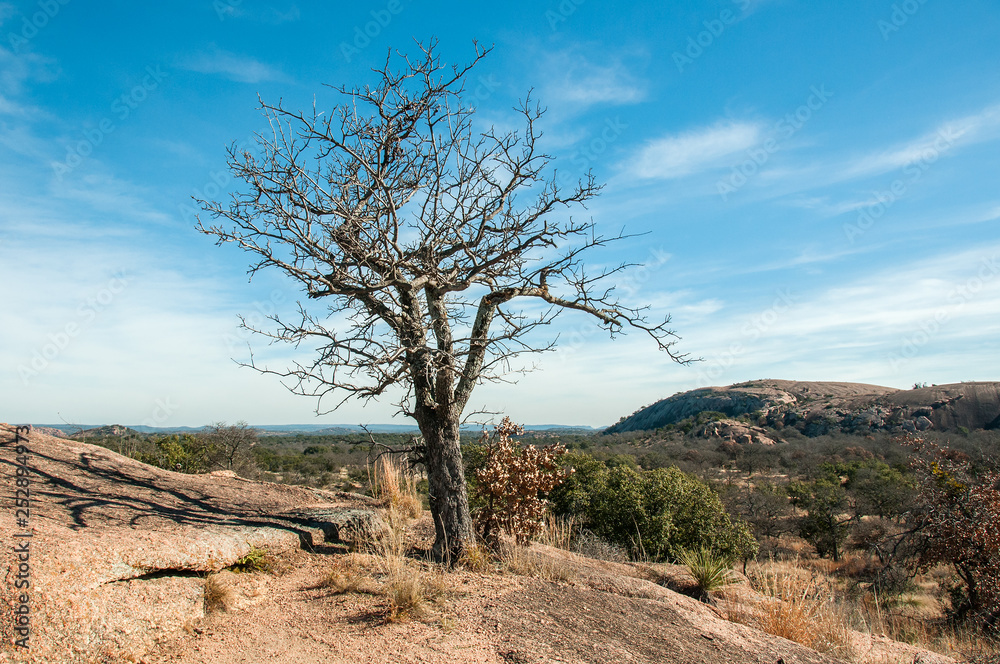Fototapeta premium The dead tree on the stone reddish hill over bright blue sky