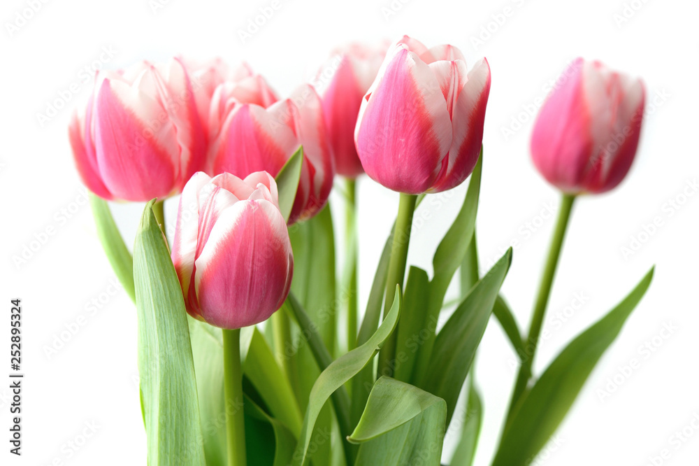 Bouquet of beautiful pink tulips on a white background close up Bouquet of beautiful pink tulips on a white background close up