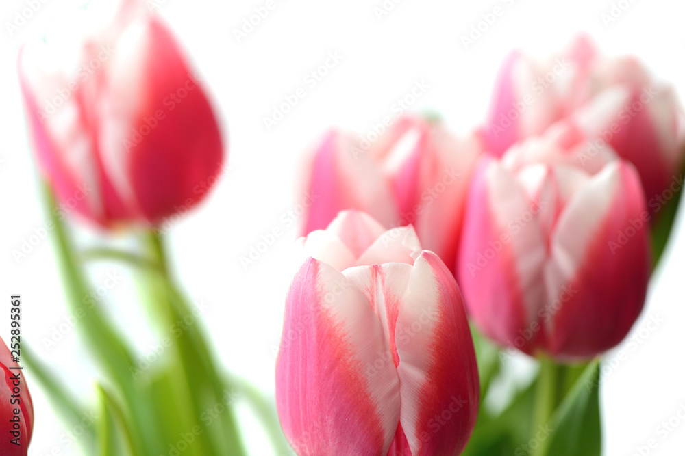 Naklejka premium Bouquet of beautiful pink tulips on a white background close up