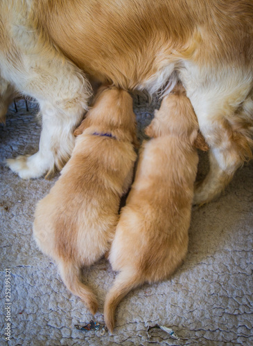 Obraz na płótnie pets w salonie