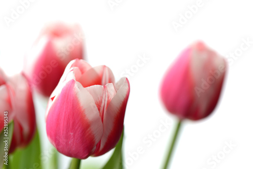 Bouquet of beautiful pink tulips on a white background close up