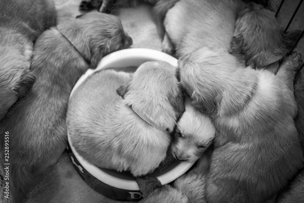 pets