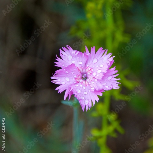 Dianthus pinks blooming in Bariloche, Argentina
