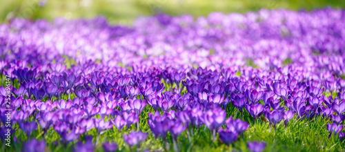 Purple blooming crocuses (iris family) in early spring, Germany