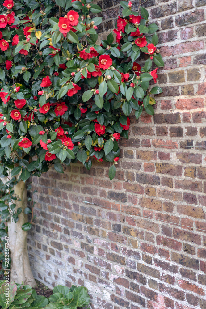 ivy on a brick wall ivy on a brick wall
