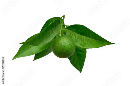 Wallpaper Mural Green Lime on a branch with leaves Isolated on a white background Torontodigital.ca