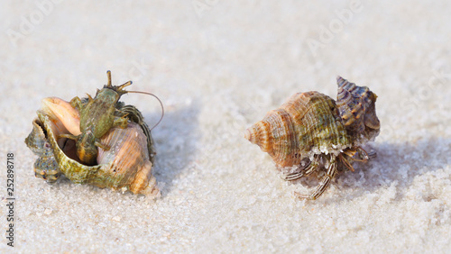 Two Closeup Images of Small Hermit Crab on a White Sand Beach