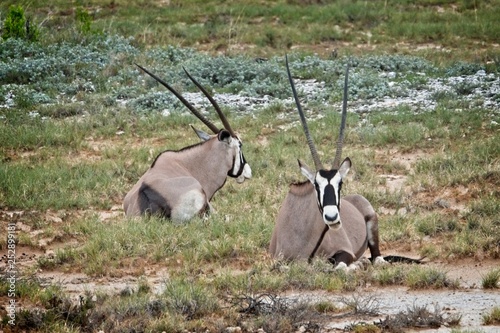 Oryx photo