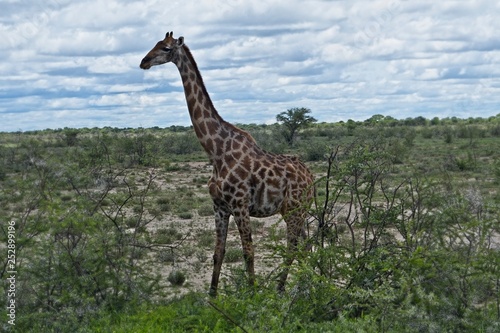 Giraffe