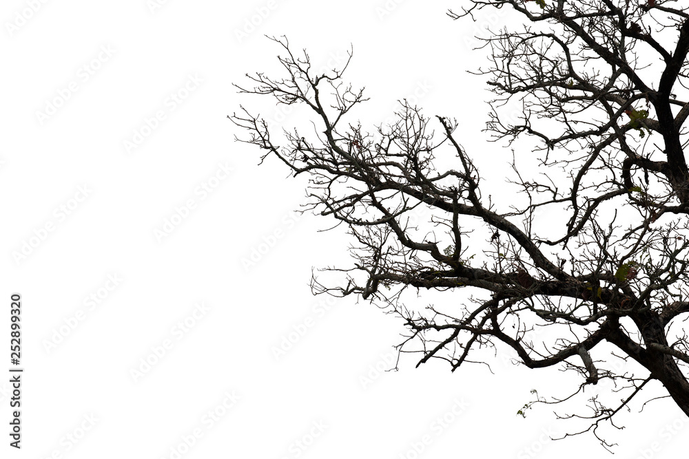Fototapeta premium Dead branches , Silhouette dead tree or dry tree on white background with clipping path.
