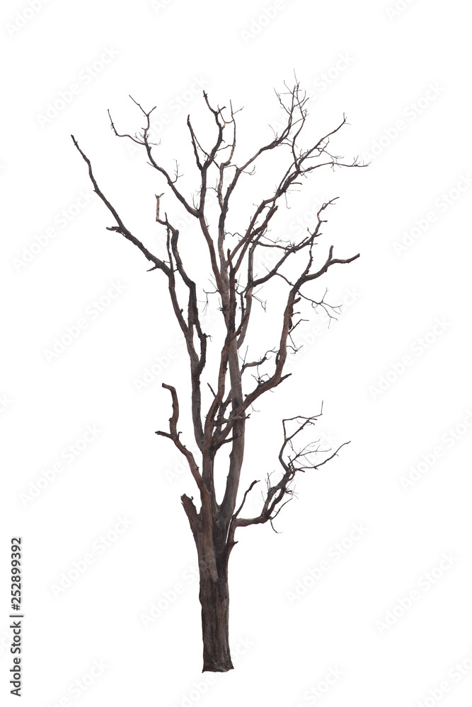 Dead tree with dry scene isolate on white background. Clipping path. Dead tree with dry scene isolate on white background. Clipping path.