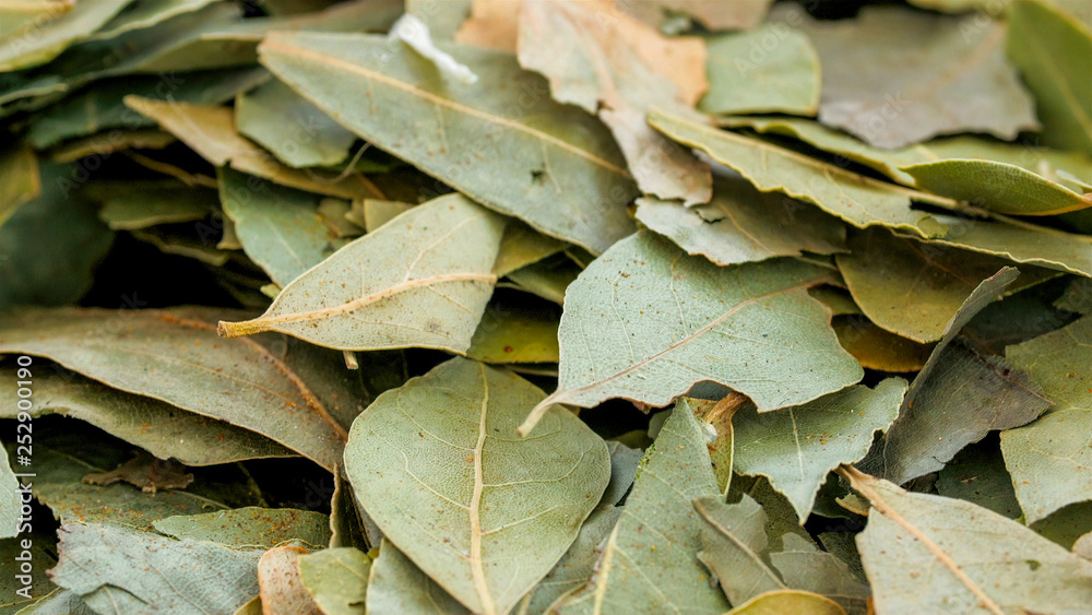 5712_Lots_of_laurel_leaves_used_for_cooking.jpg 5712_Lots_of_laurel_leaves_used_for_cooking.jpg