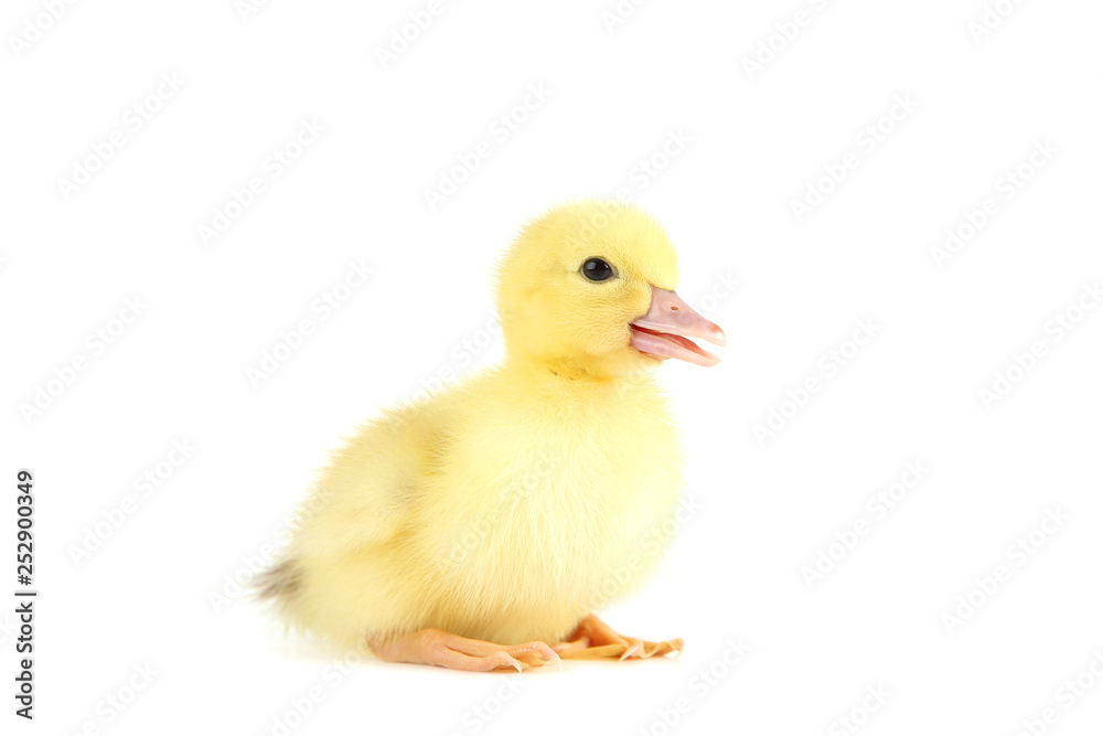 Little yellow duckling on white background Little yellow duckling on white background