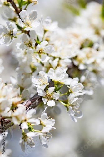 Spring bloom of cherry tree with white flowers in the garden on a sunny day