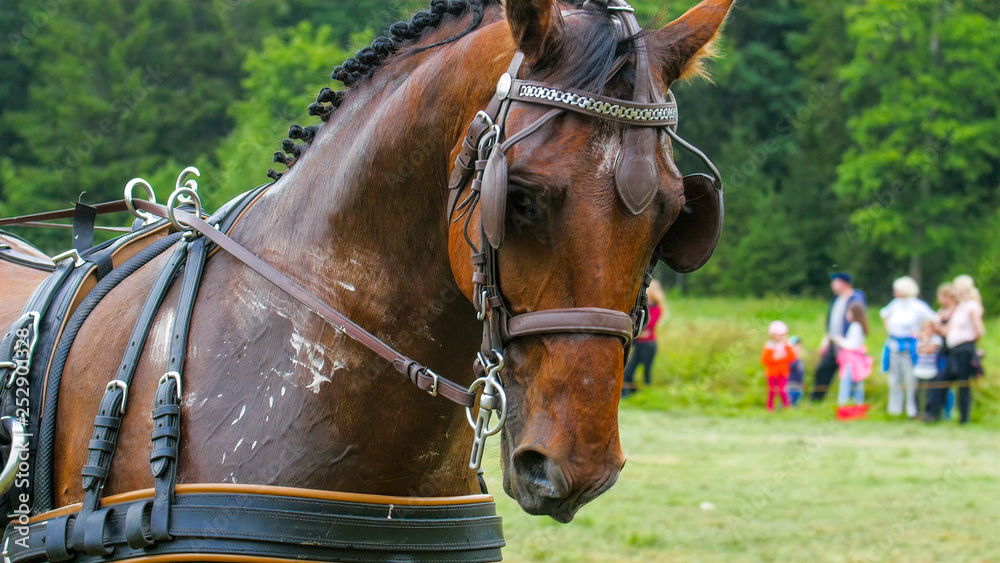 Fototapeta premium 5881_A_brown_horse_running_with_the_carriage.jpg