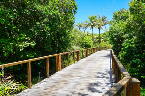 Perspective of wood bridge in deep tropical forest. Wooden bridge walkway in rain forest supporting lush ferns and palms trees during hot sunny summer. Praia do