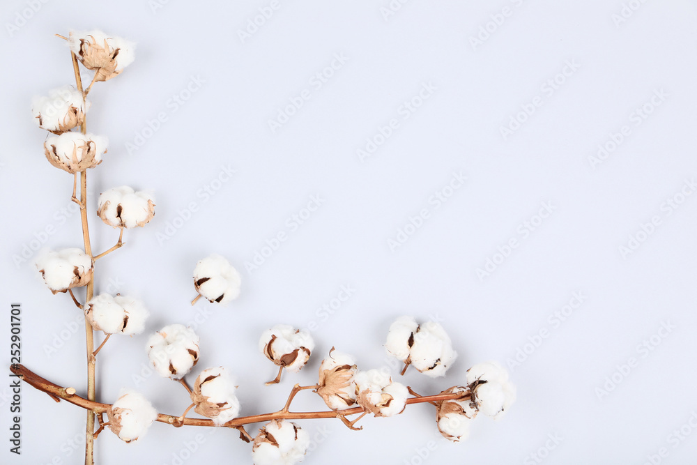 Cotton flowers on grey background Cotton flowers on grey background