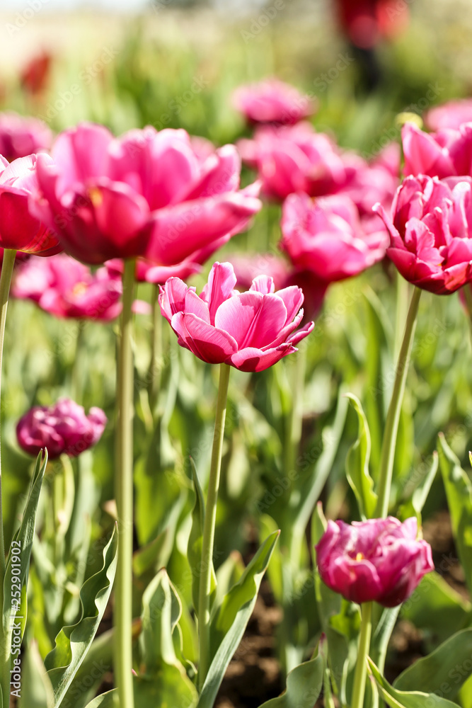 Fresh pink tulip flowers in the garden