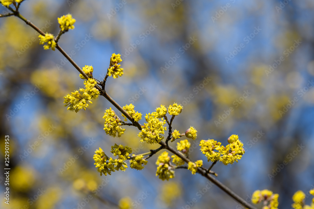 Branch with yellow flowers of Cornus mas tree in sunny spring day with blurred background and space for text Branch with yellow flowers of Cornus mas tree in sunny spring day with blurred background and space for text