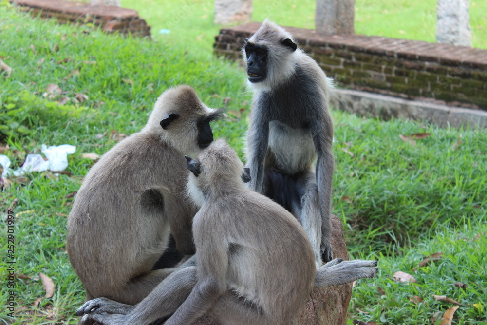 Obraz premium Langur, Sri Lanka