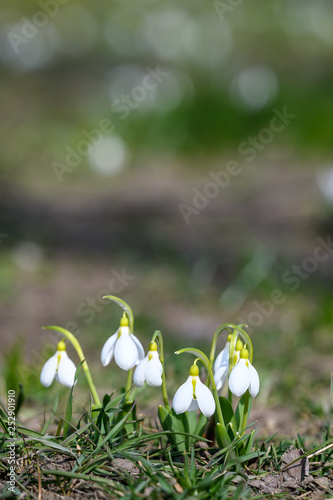 Group of snowdrop spring flowers in full bloom in forest in a sunny spring day, blurred background with space for text © Cristina Ionescu
