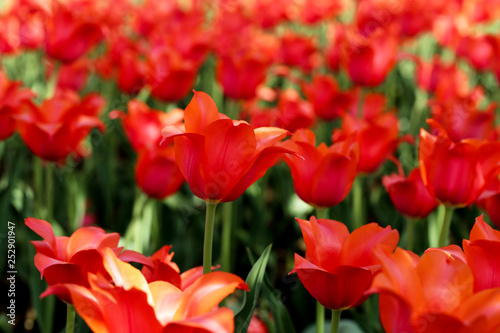 Fresh red tulip flowers in the garden