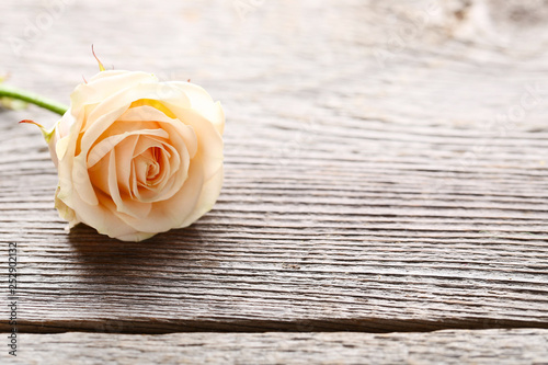 Beige rose flower on grey wooden table