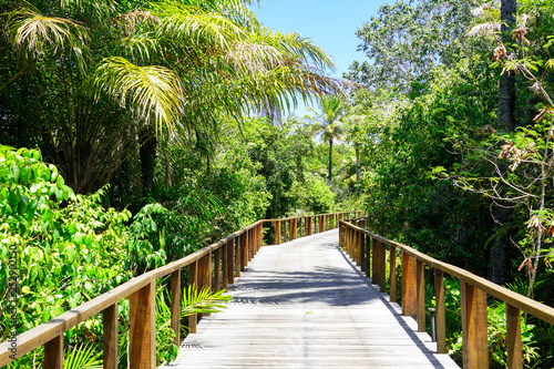 Perspective of wood bridge in deep tropical forest. Wooden bridge walkway in rain forest supporting lush ferns and palms trees during hot sunny summer. Praia do