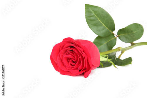 Fototapeta Naklejka Na Ścianę i Meble -  Red rose isolated on white background