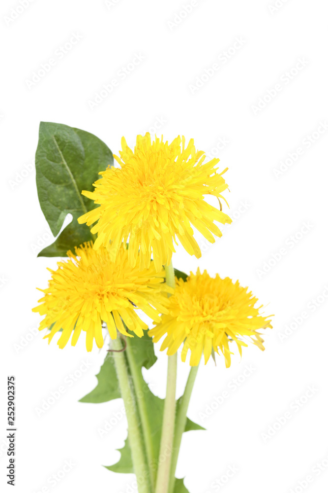 Yellow dandelions isolated on white background Yellow dandelions isolated on white background
