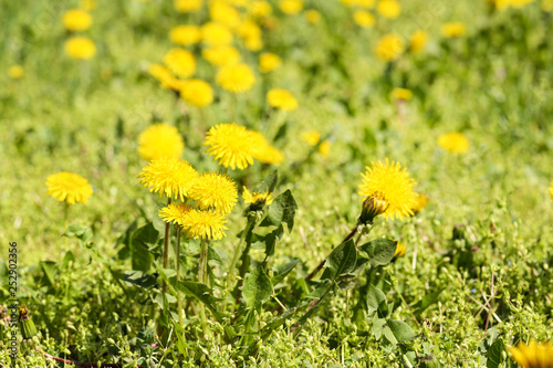 Yellow dandelion flowers with green grass