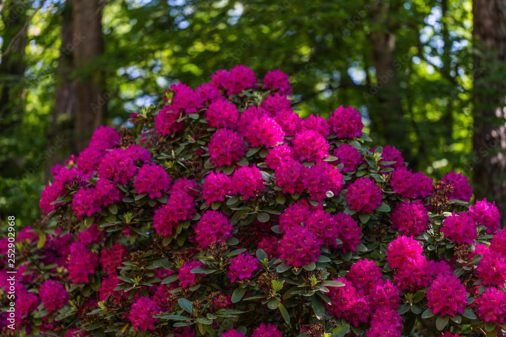 beautiful flowers in the rhododendron park beautiful flowers in the rhododendron park