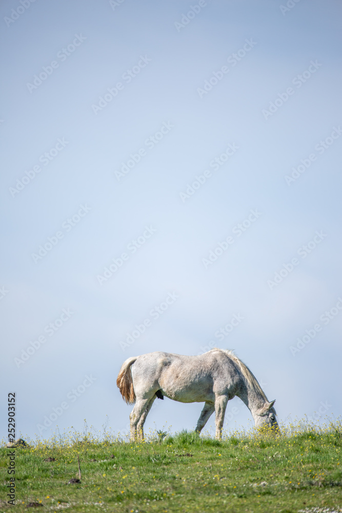 Obraz premium Horse