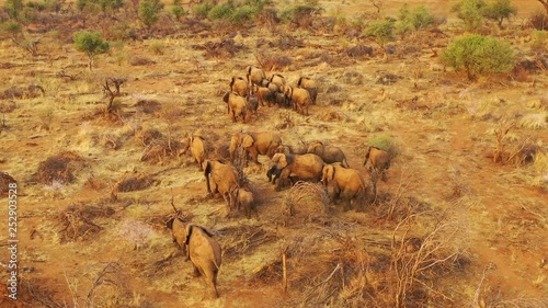 Incredible drone aerial over a huge family herd of African elephants moving through the bush and savannah of Africa Erindi Park, Namibia.